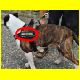 BULLYZEI-Hund - Der tut nix 01.html